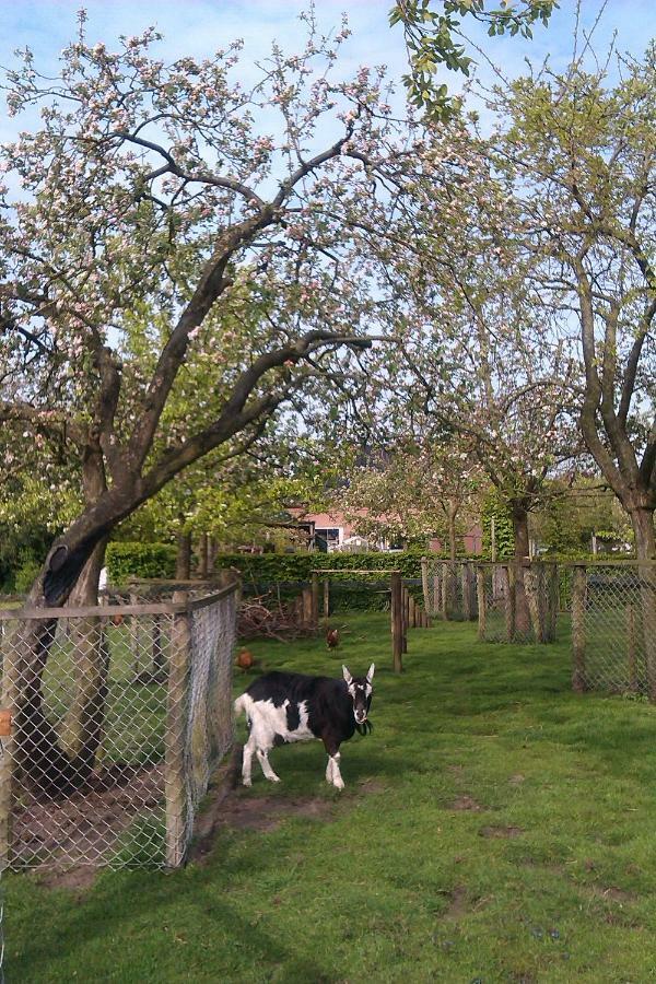 B&B De Vlinder Hardenberg Dış mekan fotoğraf