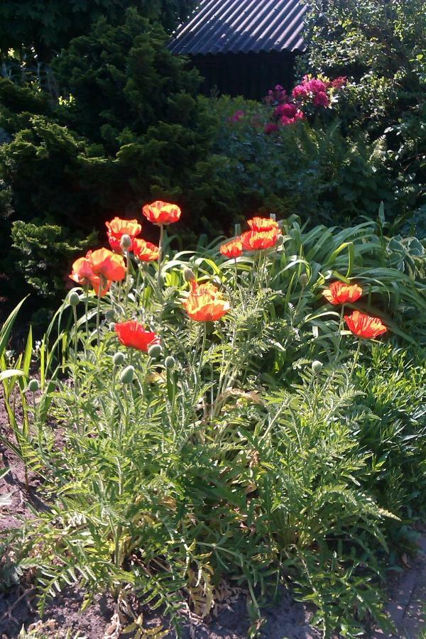 B&B De Vlinder Hardenberg Dış mekan fotoğraf